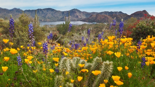 desert arizona cactus yellow flowers poppies lupine 1920x1080 desertflowers
